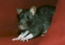 Nikki (r.i.p.)