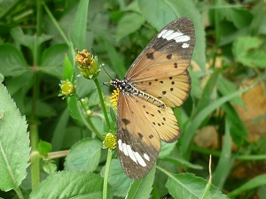 Acraea Encedon