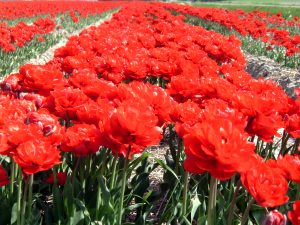 Bloemenzee