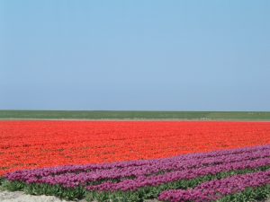 Ergens bij de Waddendijk