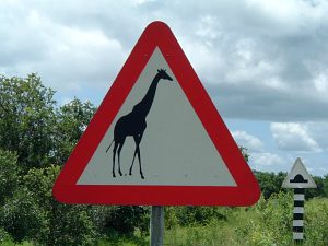 Giraffen op de weg