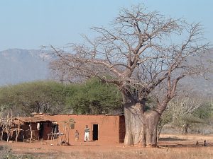 Onder de baobab