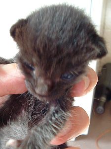 Wijlen Simba