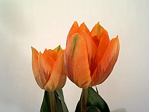 Afscheidsgeschenk